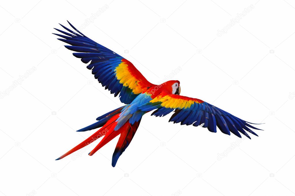 Colorful macaw parrot flying  isolated on white