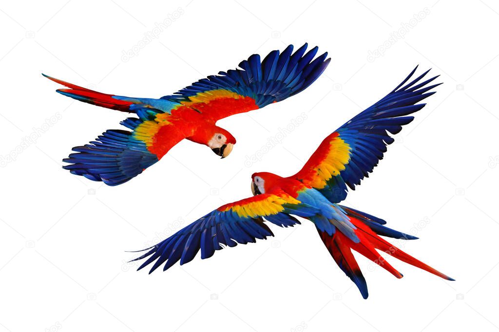 Colorful macaw parrot flying  isolated on white