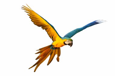 Papağan beyaz üzerinde tek başına uçuyor.