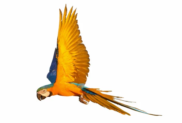 Macaw Papoušek Letící Izolovaný Bílém — Stock fotografie