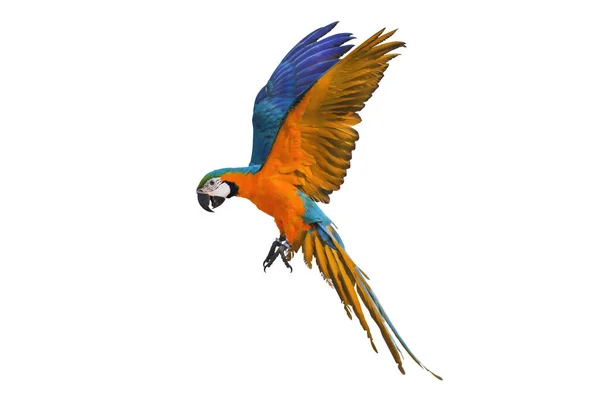 Macaw Papegoja Flyger Isolerad Vitt — Stockfoto