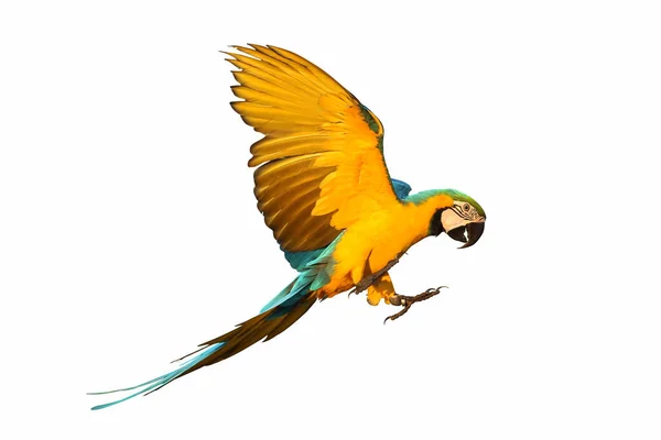 Macaw Papoušek Letící Izolovaný Bílém — Stock fotografie