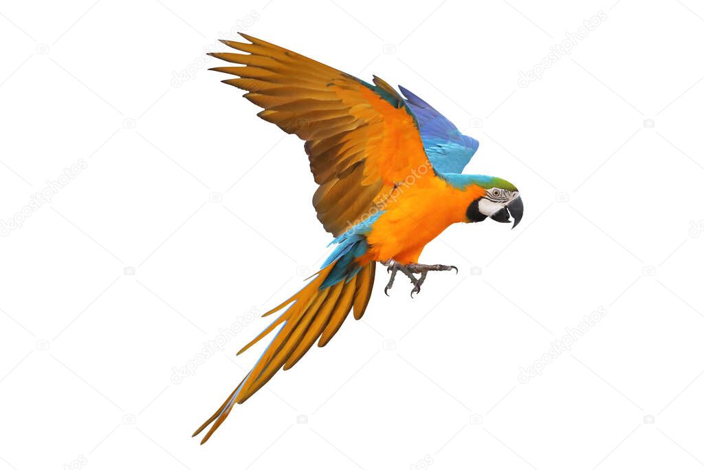 Macaw parrot flying isolated on white