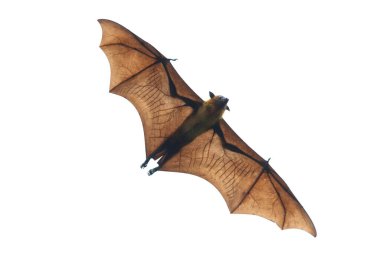 Beyaz arkaplanda yarasa uçuşu izole