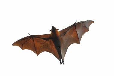 Beyaz arkaplanda yarasa uçuşu izole