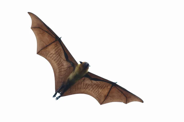 Chauve Souris Volant Isolé Sur Fond Blanc — Photo