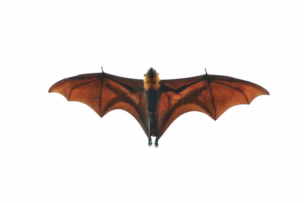 Morcego Voando Isolado Fundo Branco — Fotografia de Stock
