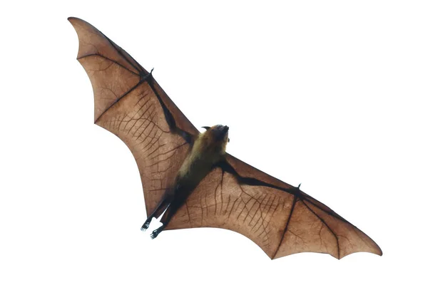 Pipistrello Volare Isolato Sfondo Bianco — Foto Stock