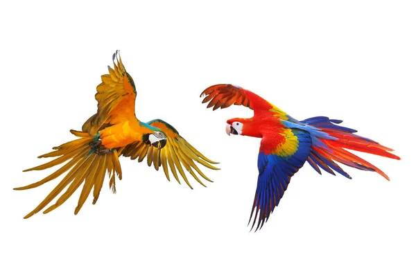Färgglada Papegojor Som Flyger Isolerade Vitt — Stockfoto