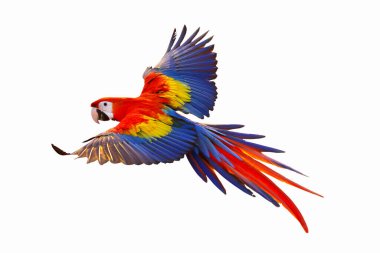 Renkli papağan bembeyaz uçuyor.