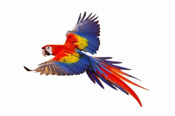 Colorful Macaw Parrot Flying Isolated White — Stock Photo, Image