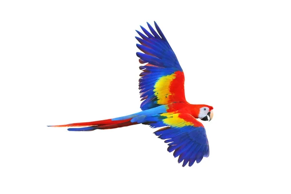 Renkli papağan bembeyaz uçuyor.