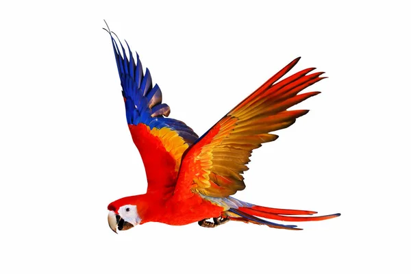 Bunter Ara Papagei Fliegt Isoliert Auf Weißem Grund — Stockfoto