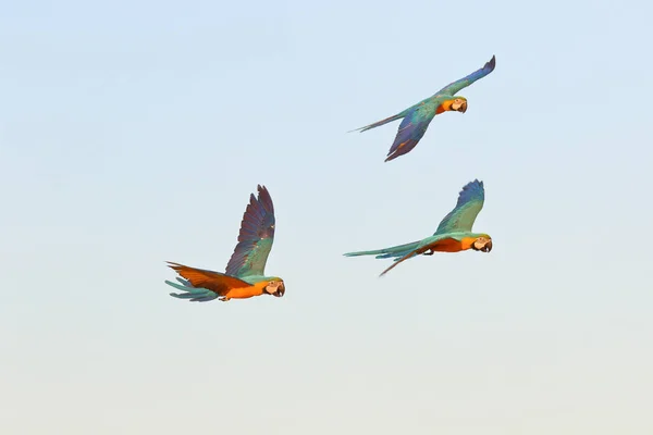 Coloridos Loros Guacamayos Volando Cielo —  Fotos de Stock