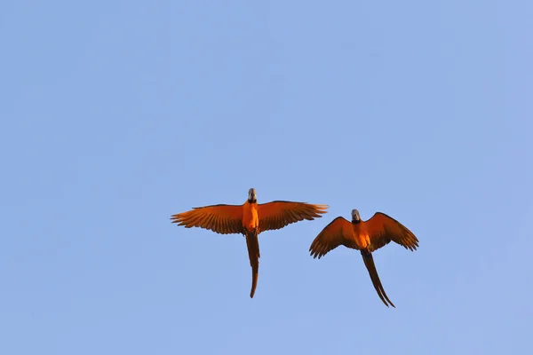 Πολύχρωμοι Παπαγάλοι Μακάο Που Πετούν Στον Ουρανό — Φωτογραφία Αρχείου