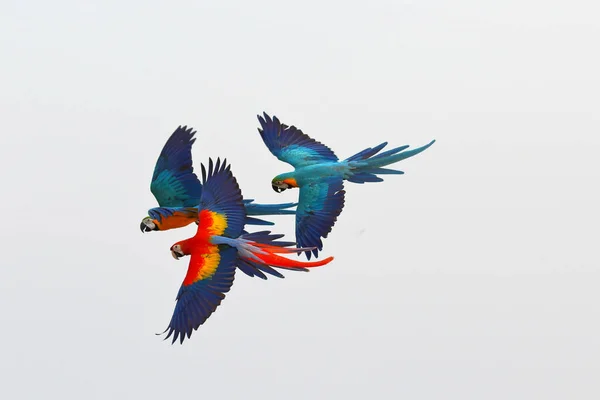 Colorful macaw parrots flying in the sky