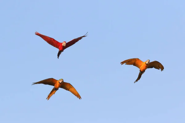 Colorful macaw parrots flying in the sky