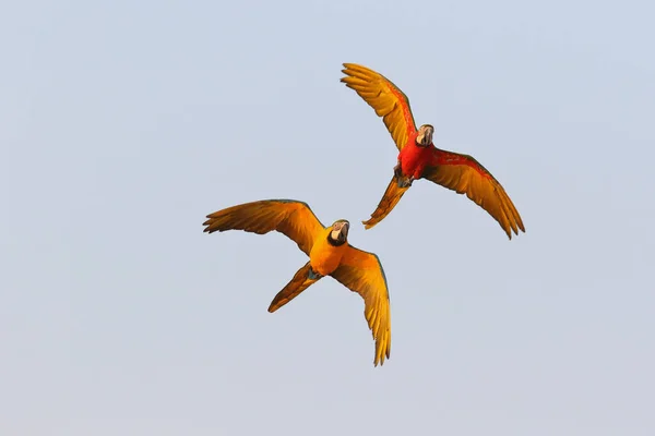 Разноцветные Попугаи Ара Летят Небе — стоковое фото