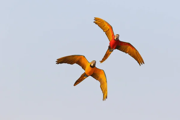 空を飛ぶカラフルなマコーのオウム — ストック写真