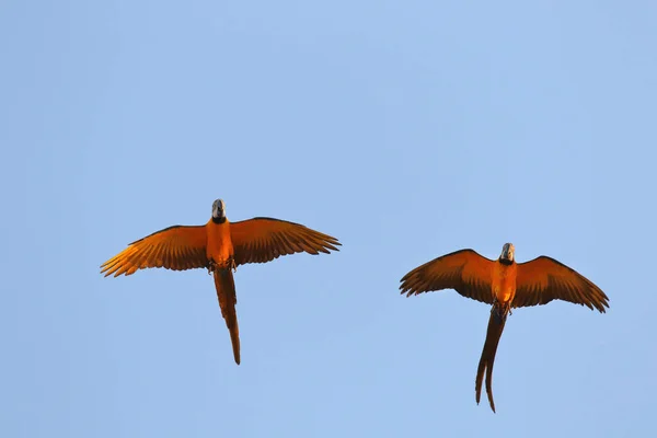 空を飛ぶカラフルなマコーのオウム — ストック写真