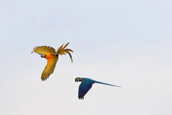 空を飛ぶカラフルなマコーのオウム — ストック写真