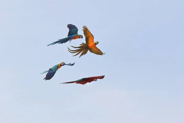 Coloridos Loros Guacamayos Volando Cielo — Foto de Stock