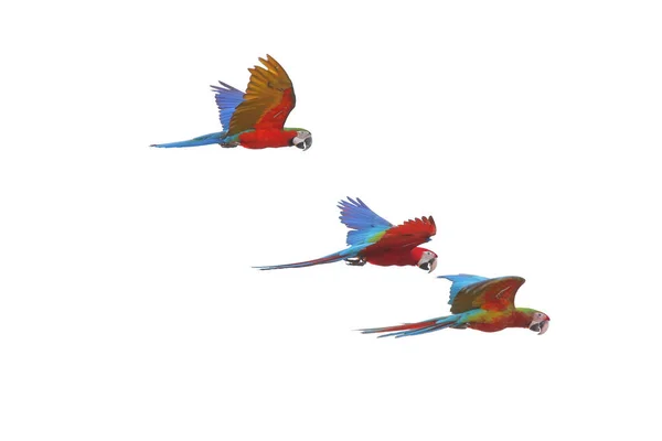 Разноцветные Попугаи Ара Летят Небе — стоковое фото