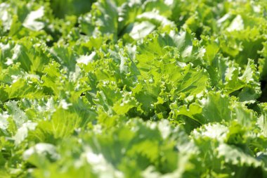 Organik hidroponik sebze yetiştirme çiftliği, tarım ve hidroponik konsept