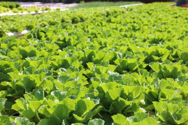 Organik hidroponik sebze yetiştirme çiftliği, tarım ve hidroponik konsept