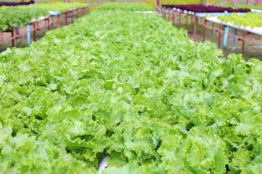 Organik hidroponik sebze yetiştirme çiftliği, tarım ve hidroponik konsept