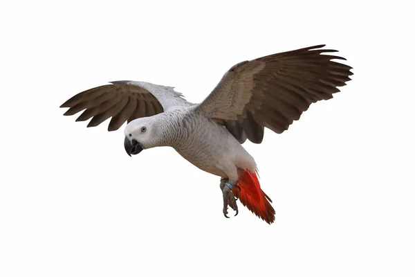 非洲灰鹦鹉在白色上独立飞行 — 图库照片