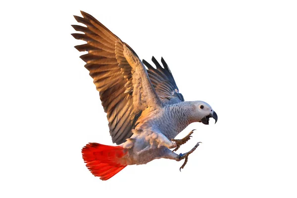 Afrikai Szürke Papagáj Repül Elszigetelt Fehér — Stock Fotó