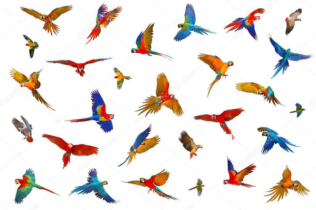 Colorful parrots isolated on white background.