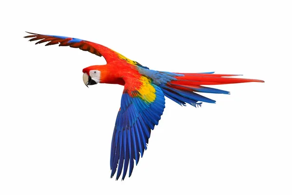 Scarlet Macaw Papegoja Flyger Isolerad Vit Bakgrund — Stockfoto