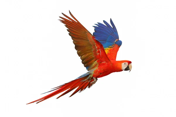 Червоний Макаронний Папуга Літає Ізольовано Білому Тлі — стокове фото