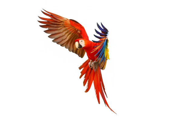 Scarlet Macaw Papegoja Flyger Isolerad Vit Bakgrund — Stockfoto