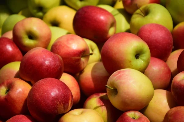 Manzanas en un mercado de agricultores — Foto de Stock
