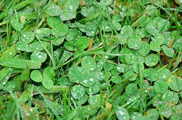 Doğa böyle. Yeşil çimen