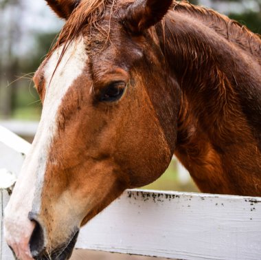 Çiftlikte ata binmek