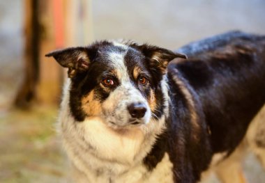 Küçük sevimli dostlarımız