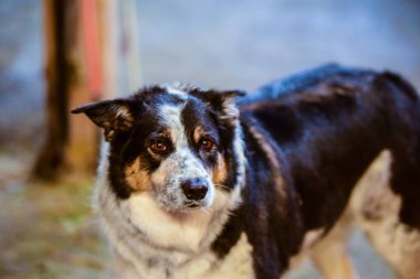 Küçük sevimli dostlarımız