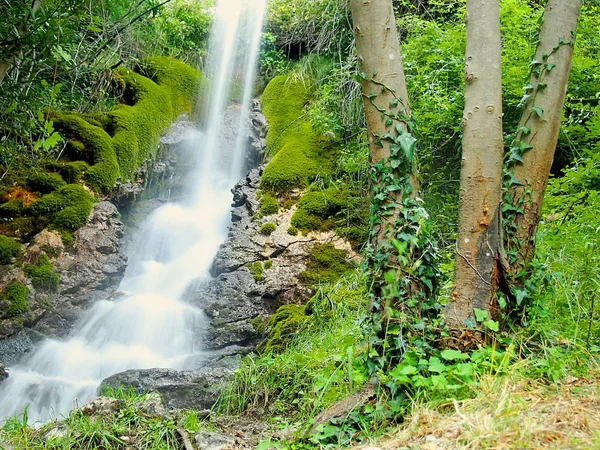 Cascade sauvage entourée d'une forêt — Photo