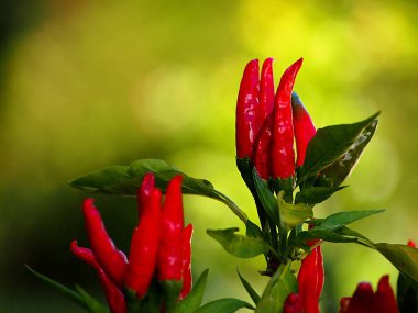 Kırmızı Pul Biber