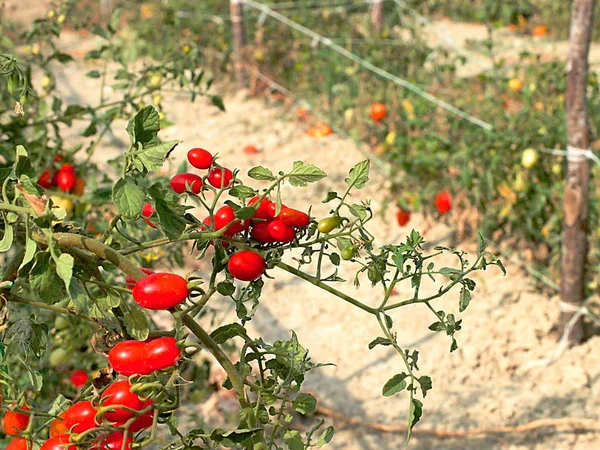 kırmızı domates bitki 