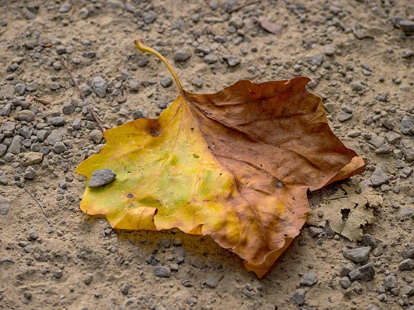 Autumn leaf falling — Stock Photo, Image