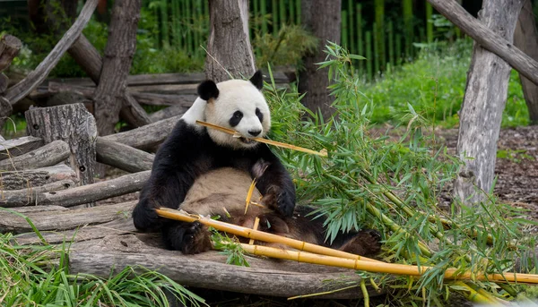 Berlin hayvanat bahçesindeki panda