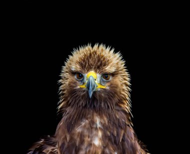 Genç altın kartal headshot
