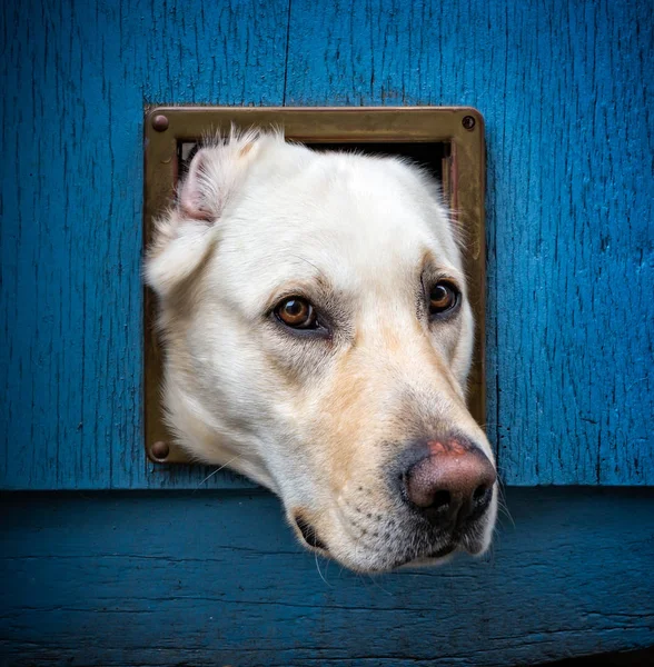 Cabeza de labrador en aleta de gato — Foto de Stock