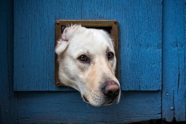 Köpek kedi flep kafasından