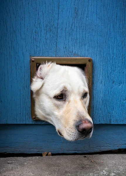 Tête de chien en rabat de chat — Photo